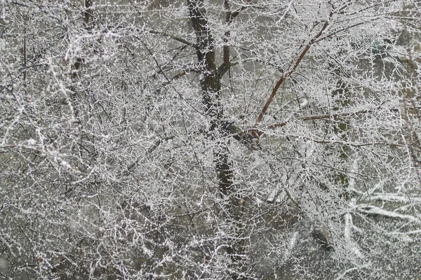 雪の木 木の上の雪だ 木の枝の雪 春の雪 — ストック写真