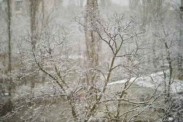 Śnieżne Drzewa Śnieg Drzewach Śnieg Gałęziach Drzew Wiosną Śnieg — Zdjęcie stockowe