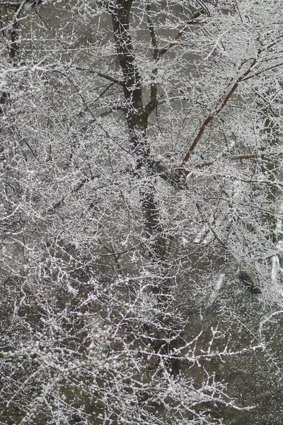 雪の木 木の上の雪だ 木の枝の雪 春の雪 — ストック写真