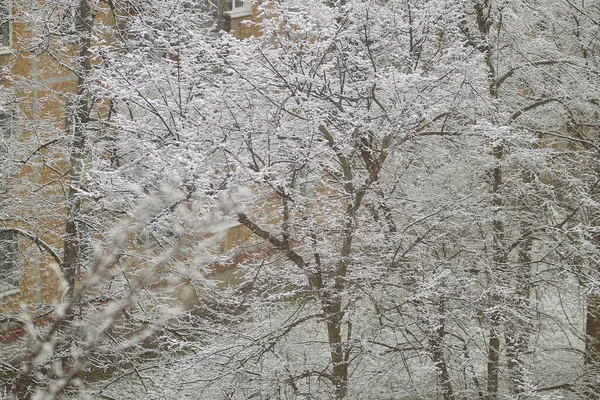 雪の木 木の上の雪だ 木の枝の雪 春の雪 — ストック写真