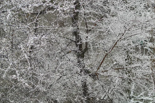 Snowy trees. snow on the trees. snow in spring. — ストック写真
