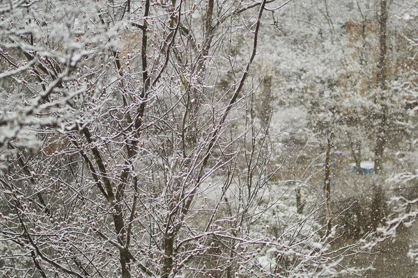Snowy trees. snow on the trees. snow in spring. — Φωτογραφία Αρχείου