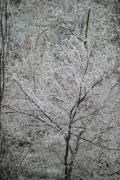 Snowy trees. snow on the trees. snow in spring. — Φωτογραφία Αρχείου