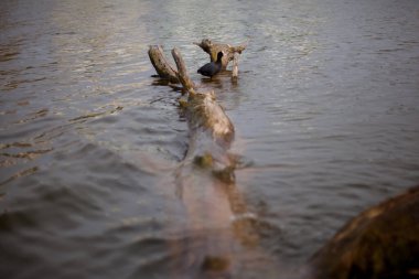 Gölde kapana kısılmış siyah ördek. Nehirdeki devrilmiş bir ağaçta dinlenen Hint ördeği. Göl sakinleri. Suda bir engel var.. 