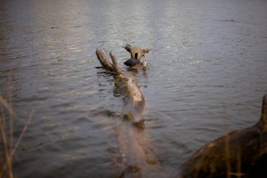 Gölde kapana kısılmış siyah ördek. Nehirdeki devrilmiş bir ağaçta dinlenen Hint ördeği. Göl sakinleri. Suda bir engel var.. 