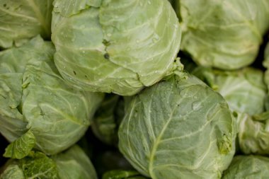 Bahçede taze taze, organik lahana kafası. Çiftlik pazarında taze yeşil lahana kafaları. Taze lahana fotoğrafı, taze yeşil sebzeler sağlıklı beslenme için..