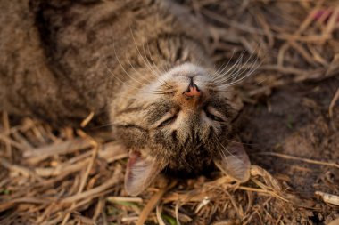 A tabby cat is sleeping on dry grass. A cat lies in the sun, playing on a dry yellow reed. In the morning, the striped cat takes a sun bath. Striped cat yawns, purrs, lickens.