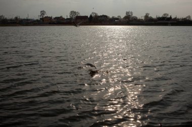 Gulls fly over the lake. Seagull in flight over a country park. Seagulls and ducks looking for food over water. seagull flying over lake.