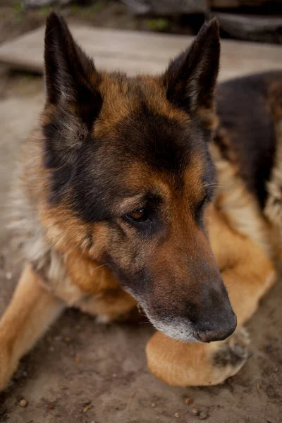 Portrait German Shepherd Dog German Shepherd Dog Head Portrait German — Stock Photo, Image