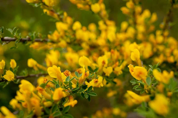Yellow flowers on the bush, in the country, photo close-up. Selective focus. Photo for your greeting card, congratulations