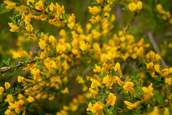 Yellow flowers on the bush, in the country, photo close-up. Selective focus. Photo for your greeting card, congratulations