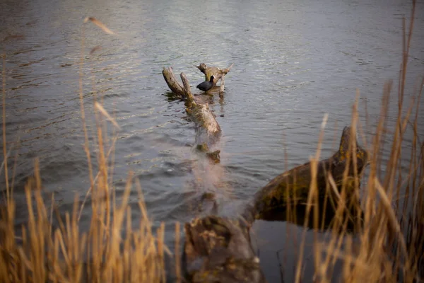 Pato Negro Una Trampa Lago Pato Indo Descansando Sobre Árbol —  Fotos de Stock