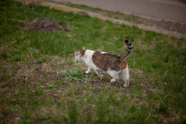 A tabby cat is sleeping on dry grass. A cat lies in the sun, playing on a dry yellow reed. In the morning, the striped cat takes a sun bath. Striped cat yawns, purrs, lickens.