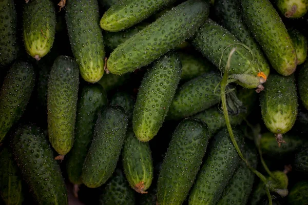 Fresh Rustic Cucumbers Photo Fresh Cucumber Close Flowering Cucumber Vine — Stock Photo, Image