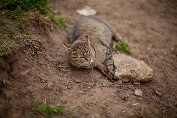 Gato Tabby Está Durmiendo Sobre Hierba Seca Gato Yace Sol — Foto de Stock