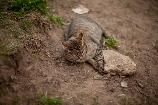 Gato Tabby Está Durmiendo Sobre Hierba Seca Gato Yace Sol — Foto de Stock