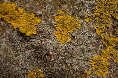 Yellow lichen on the bark of a chestnut tree, photo close-up.