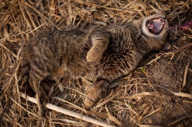 A tabby cat is sleeping on dry grass. A cat lies in the sun, playing on a dry yellow reed. In the morning, the striped cat takes a sun bath. Striped cat yawns, purrs, lickens.