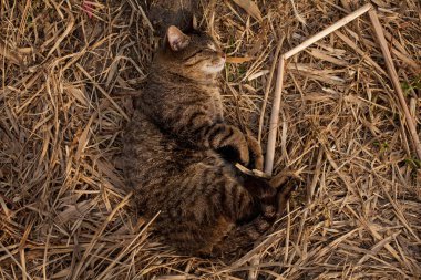 A tabby cat is sleeping on dry grass. A cat lies in the sun, playing on a dry yellow reed. In the morning, the striped cat takes a sun bath. Striped cat yawns, purrs, lickens.