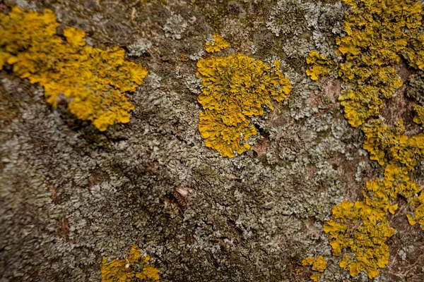 Líquen Amarelo Casca Uma Castanheira Foto Close — Fotografia de Stock