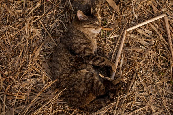 Gato Tabby Está Durmiendo Sobre Hierba Seca Gato Yace Sol — Foto de Stock