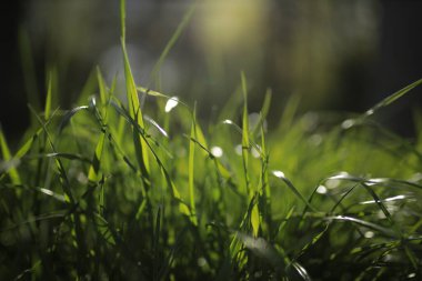 Yeşil çimenler. Sabahları taze, sık çimenlere yakın.. 