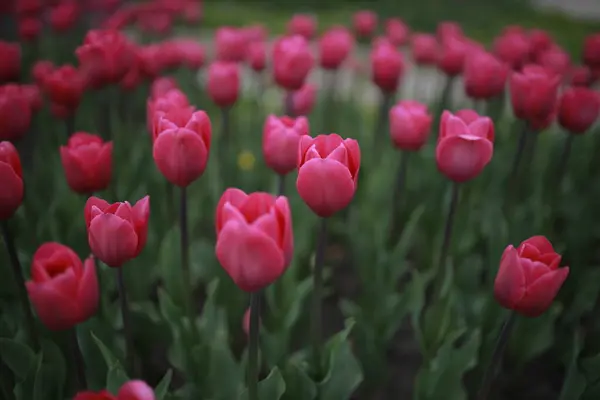 Łóżko kwiatowe z różowymi tulipanami. wiele różowych tulipanów w kwietniku — Zdjęcie stockowe