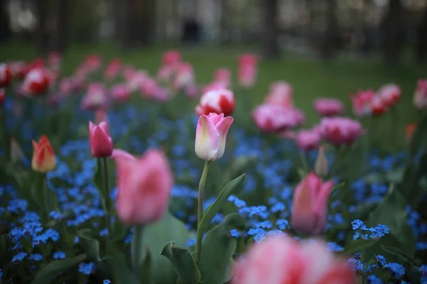 Kwietnik z piwonii różowo-białe tulipany i niebieskie kwiaty. — Zdjęcie stockowe