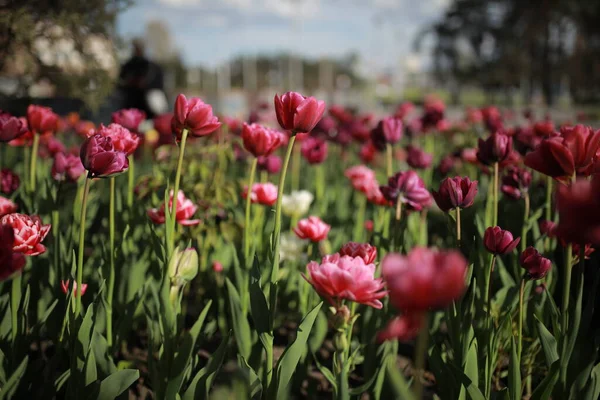 Klomb z czerwonymi tulipanami. czerwony piwonia kwitnący w kwiat łóżko. — Zdjęcie stockowe
