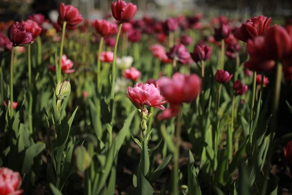 Klomb z czerwonymi tulipanami. czerwony piwonia kwitnący w kwiat łóżko. — Zdjęcie stockowe