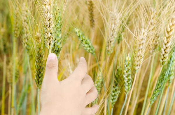 핸드에서 밀 귀. — 스톡 사진