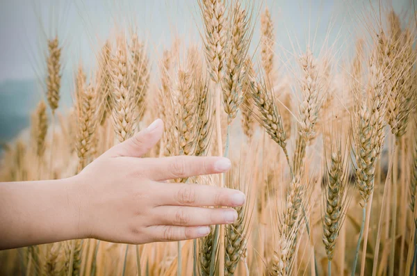 Uši pšenice v ruce. — Stock fotografie