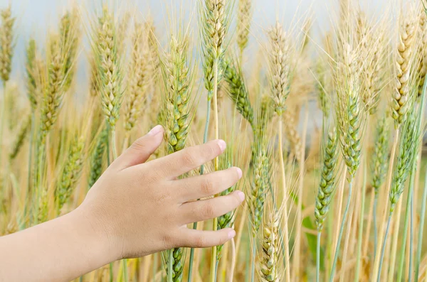 Eli kulağında buğday. 