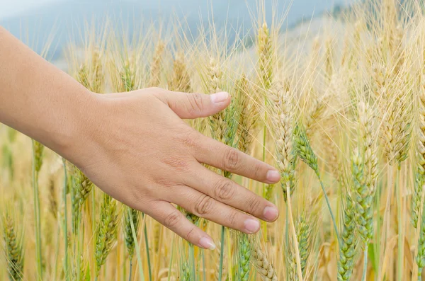Orelhas de trigo na mão . — Fotografia de Stock