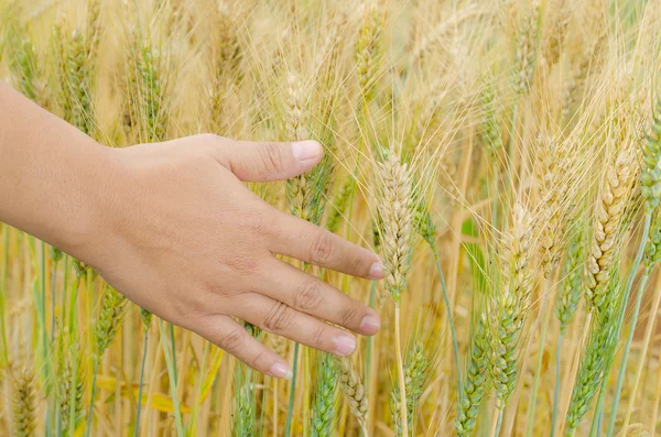 핸드에서 밀 귀. — 스톡 사진