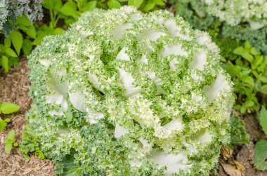 taze marul yaprakları