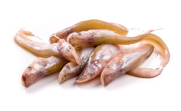 Sheatfish — 스톡 사진