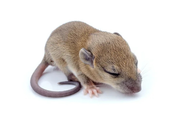 Ahşap mouse — Stok fotoğraf
