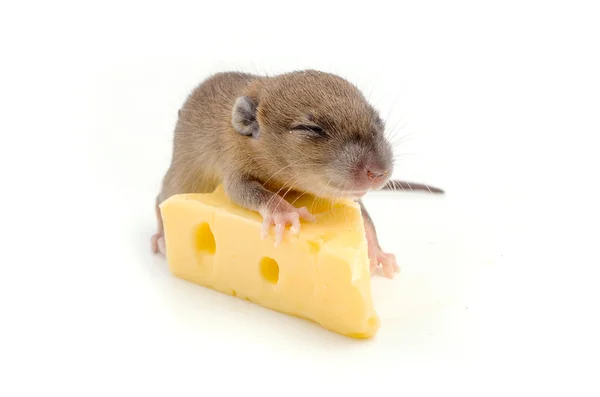 Muis met een plakje van Zwitserse kaas — Stockfoto