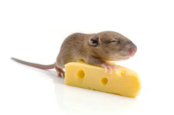 Souris avec une tranche de fromage suisse — Photo