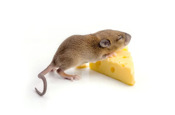 Muis met een plakje van Zwitserse kaas — Stockfoto