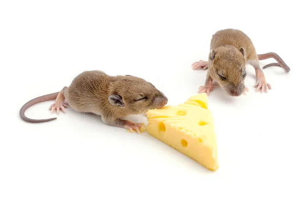 İsviçre peyniri bir dilim ile fare — Stok fotoğraf
