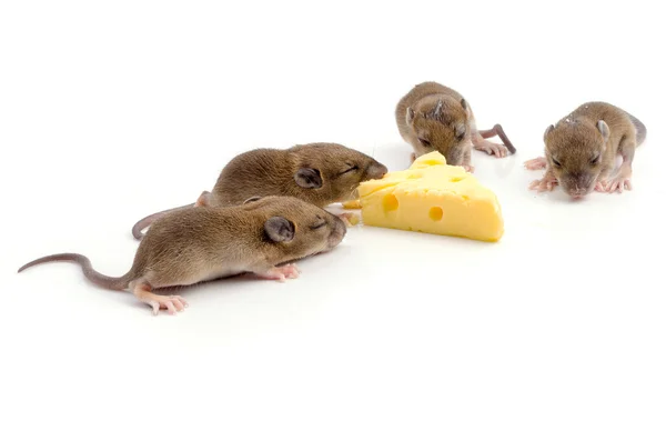 Souris avec une tranche de fromage suisse — Photo