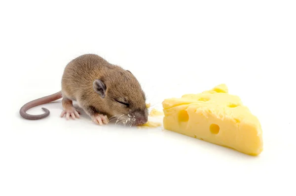 Мышь с кусочком швейцарского сыра — стоковое фото