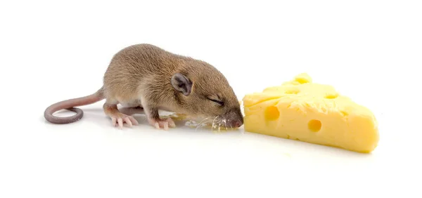 Мышь с кусочком швейцарского сыра — стоковое фото