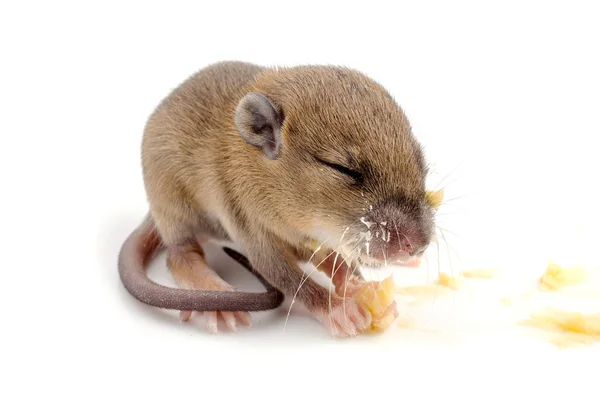 Rato de madeira — Fotografia de Stock