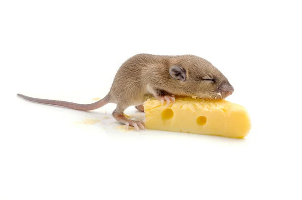 Souris avec une tranche de fromage suisse — Photo