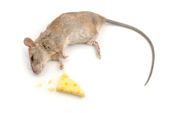 Mouse with a slice of swiss cheese — Stock Photo, Image