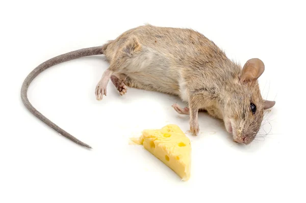 Souris avec une tranche de fromage suisse — Photo