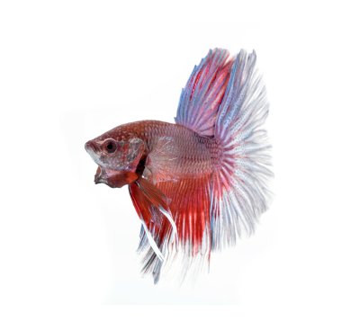 Siyam mücadele balık, daha iyi 